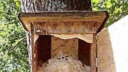 So sieht der Kasten mit dem Hornissennest in geöffnetem Zustand aus. Foto: Sebastian Matz