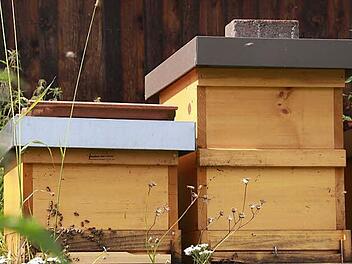 Wer zur Probe imkern will, erhält ein Bienenvolk, das er gemeinsam mit einem Paten pflegt. Foto: Carmen Schmitt