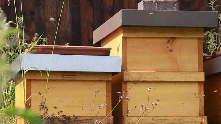 Wer zur Probe imkern will, erhält ein Bienenvolk, das er gemeinsam mit einem Paten pflegt. Foto: Carmen Schmitt