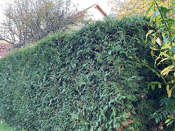 In der Zeit vom 1. M&auml;rz bis 30. September ist es verboten, Hecken stark zur&uuml;ckzuschneiden oder gar zu entfernen.