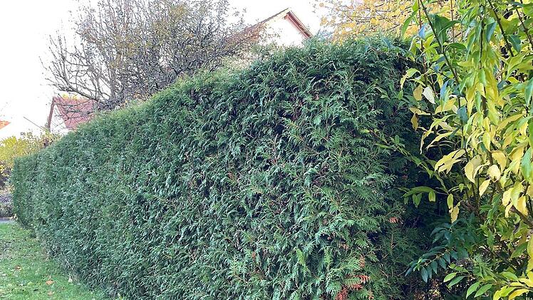 In der Zeit vom 1. M&auml;rz bis 30. September ist es verboten, Hecken stark zur&uuml;ckzuschneiden oder gar zu entfernen.