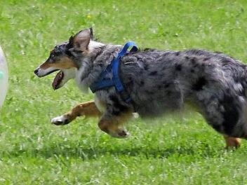Hündin "Alika" hat genau den richtigen Ball ausgewählt und treibt ihn nun zu ihrem Frauchen. Fotos: Marco Meißner