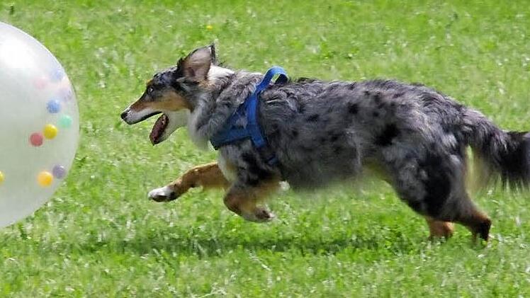 Hündin "Alika" hat genau den richtigen Ball ausgewählt und treibt ihn nun zu ihrem Frauchen. Fotos: Marco Meißner