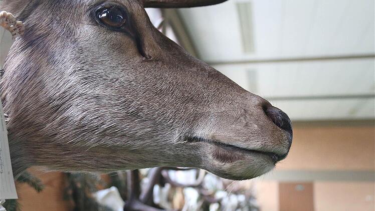 Hegeschau in Thulba  Foto: Schaar