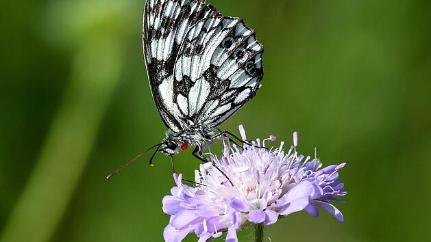 Ein Fotograf muss oft sehr viel Geduld aufbringen, um ein gutes Bild von Bienen oder Schmetterlingen auf Blüten zu bekommen. Symbolfoto: dpa