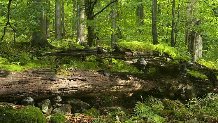 Der Rhöner Urwald hat einen hohen Anteil an Totholz. Foto: Jürgen Hüfner