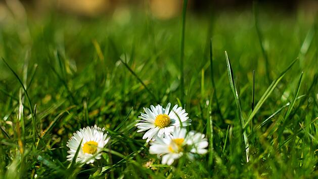 Gänseblümchen im Garten - das kann ein Warnsignal sein