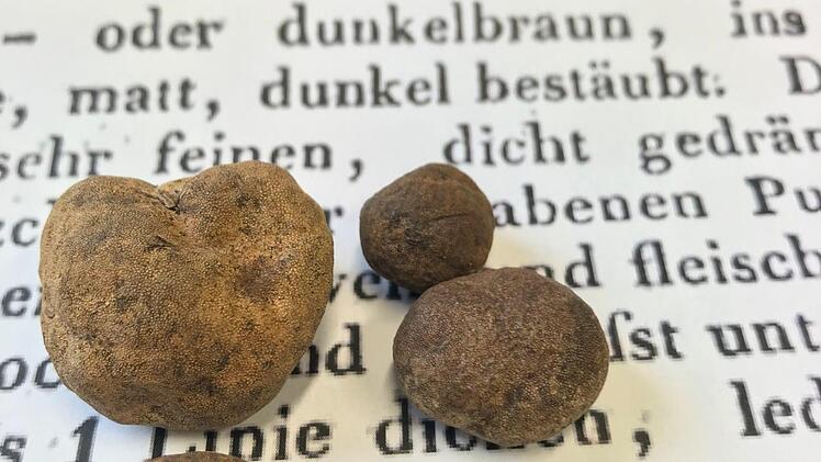 Erbsen- bis walnussgroß waren die Trüffel, die Forstmann Armin Otter im Eberner Stadtwald entdeckte.  Foto: Otter