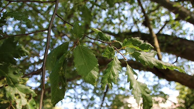 Eindrücke vom Spielplatz im Bad Brückenauer Schlosspark. Foto: Ralf Ruppert
