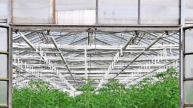 Rund 850 Tomatenpflanzen beherbergt alleine dieses Gewächshaus auf dem Areal der JVA.