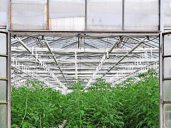 Rund 850 Tomatenpflanzen beherbergt alleine dieses Gew&auml;chshaus auf dem Areal der JVA.