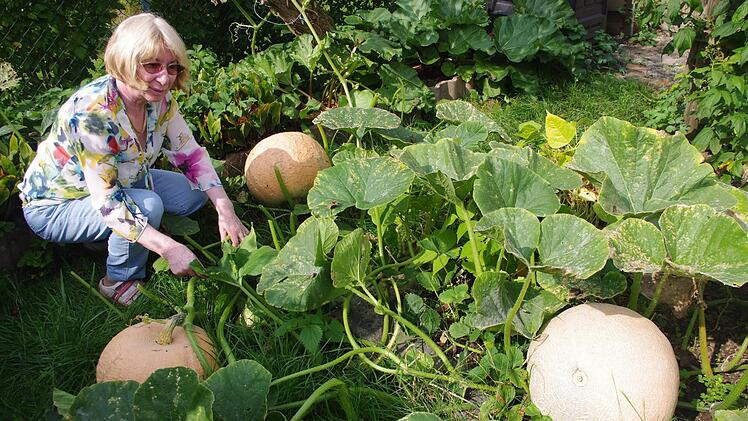 Die Kürbisse im Garten von Helga Fleischmann sind wahre Riesenexemplare.