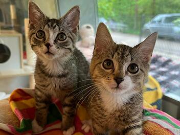 Tierheim N&uuml;rnberg startet Aufruf f&uuml;r Katzen-Duo: "Schlechte Vergangenheit"