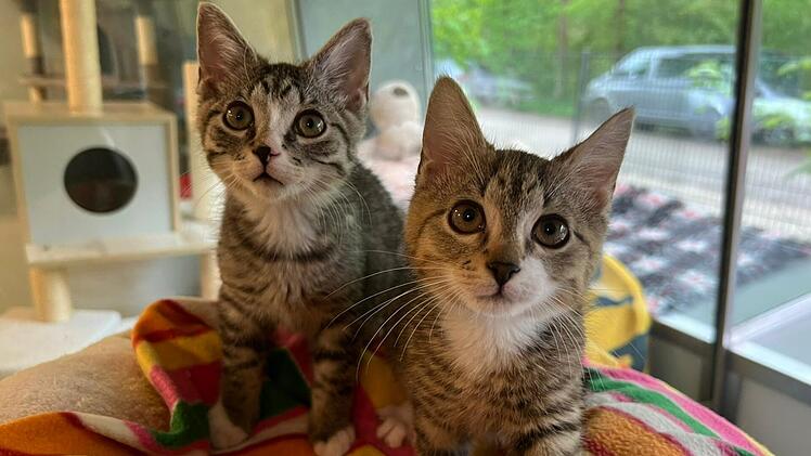 Tierheim N&uuml;rnberg startet Aufruf f&uuml;r Katzen-Duo: "Schlechte Vergangenheit"