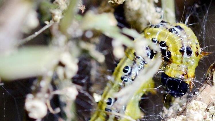 Wo Buchsbaum wächst, ist der Zünsler  nicht weit.  Foto: Patrick Seeger (dpa)
