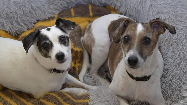 Bamberg: Hunde Bella und Sammy warten im Tierheim auf ein gemeinsames Zuhause