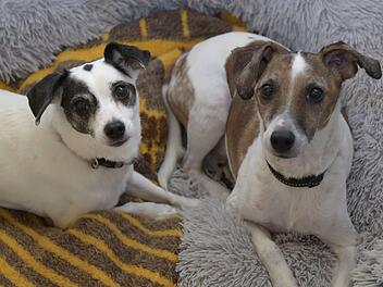 Bamberg: Hunde Bella und Sammy warten im Tierheim auf ein gemeinsames Zuhause