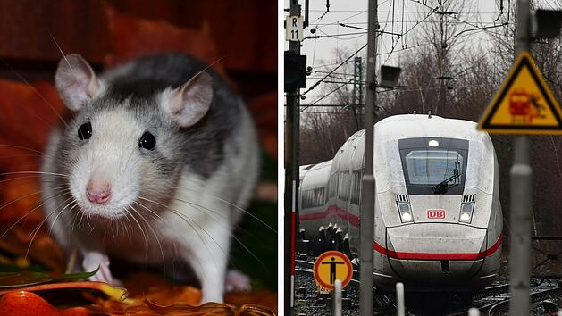Nürnberg: Mehrere Nagetiere sorgen in ICE für Chaos