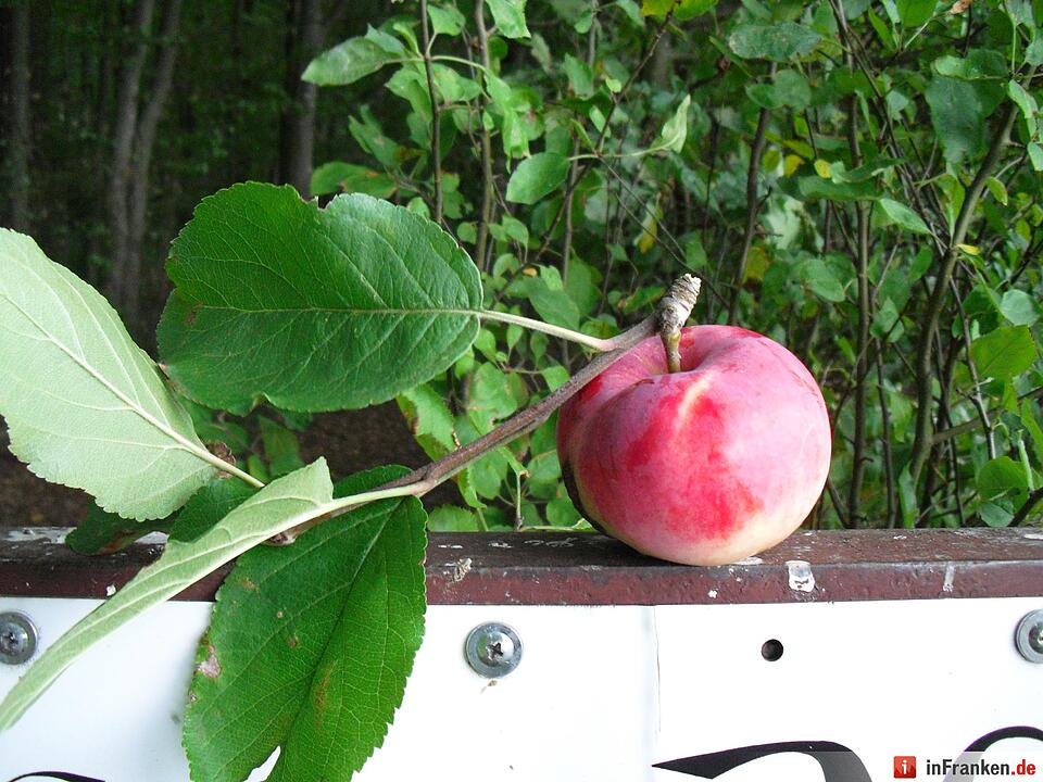 ABO Plus-Herbstwanderung Bamberg