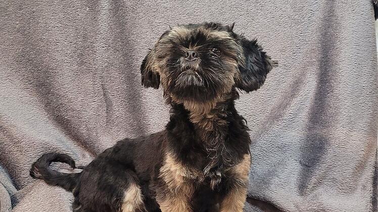Hund im Tierheim