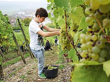 Robert Freund schneidet Müller-Thurgau-Trauben von den Rebstöcken. Fotos: Arkadius Guzy