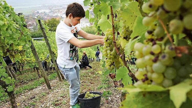 Robert Freund schneidet Müller-Thurgau-Trauben von den Rebstöcken. Fotos: Arkadius Guzy