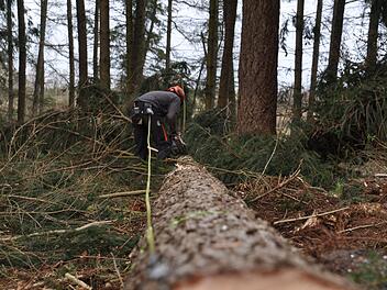 Bamberg: Bäume im "Greiffwald" werden gefällt - Forstbehörde mit Warnung