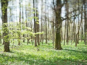 Wunderbare Waldgebiete... Foto: Ingo Queck