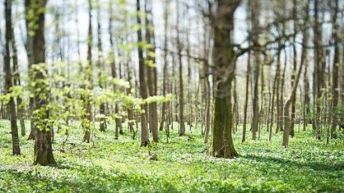 Wunderbare Waldgebiete... Foto: Ingo Queck