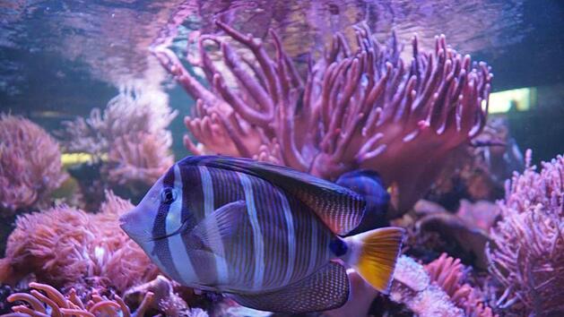 Auch Segelflosser schwimmen in den Aquarien des Vereins umher.    Foto: Pascale Ferry