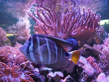 Auch Segelflosser schwimmen in den Aquarien des Vereins umher.    Foto: Pascale Ferry
