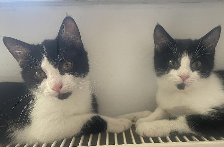 Tierheim Bamberg: Katzenschwestern "erobern jedes Herz im Sturm"