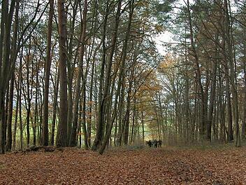 Auf der Suche nach dem Wald von morgen: Der Bauausschuss informierte sich vor Ort - wie hier bei Reiterswiesen - über Maßnahmen, die den Wald angesichts der bereits einsetzenden Klimaerwärmung zukunftsfest und weiterhin wirtschaftlich machen können. Foto: Thomas Ahnert