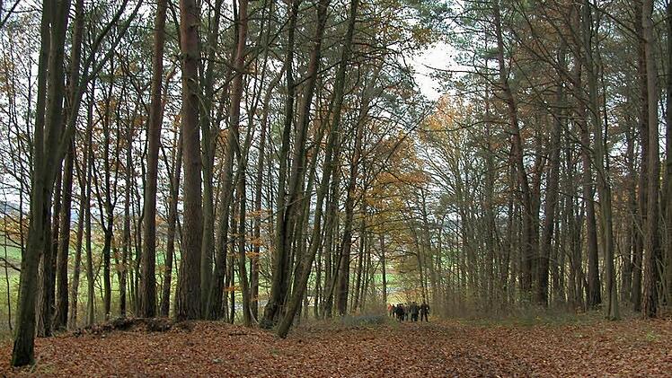 Auf der Suche nach dem Wald von morgen: Der Bauausschuss informierte sich vor Ort - wie hier bei Reiterswiesen - über Maßnahmen, die den Wald angesichts der bereits einsetzenden Klimaerwärmung zukunftsfest und weiterhin wirtschaftlich machen können. Foto: Thomas Ahnert