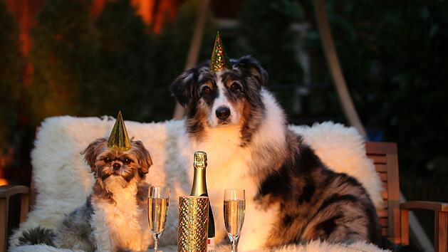 Hunde-Panik an Silvester