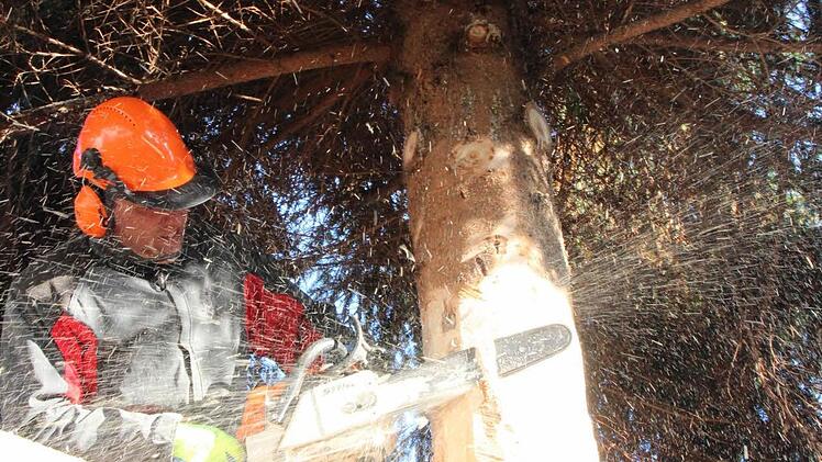 Stefan Klinger "spitzt" den Baum.