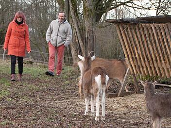 In Mitgenfeld daheim: Als Ausgleich zu seinem stressigen Job als selbstständiger Berater züchtet Alexander Beck Thüringer Waldziegen. Neben ihm läuft Anne Baumann, die bei Becks Assoziation ökologischer Lebensmittelhersteller für die Verbandskommunikation zuständig ist. Foto: Ulrike Müller