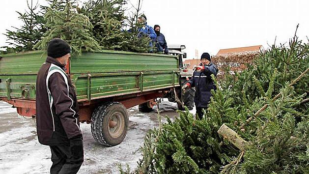 Die Betreuer und Jugendlichen sammelten in drei Trupps die Christb&auml;ume ein. Foto: Richard S&auml;nger