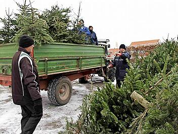 Die Betreuer und Jugendlichen sammelten in drei Trupps die Christbäume ein. Foto: Richard Sänger