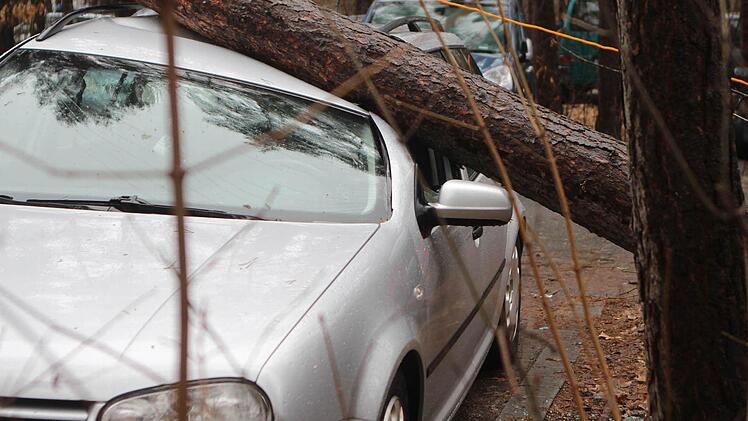 Der Baum wurde dabei völlig entwurzelt. Foto: News5/Grundmann