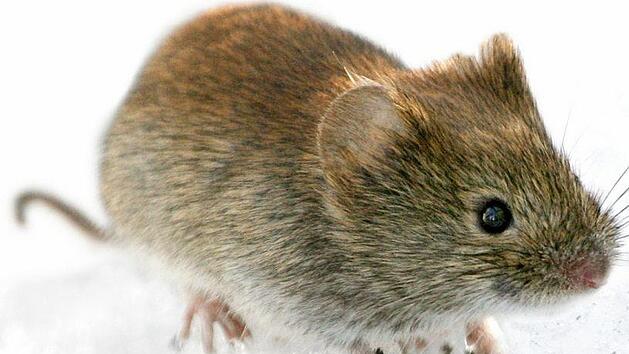 In Bayern gibt es wieder mehr Erkrankungen am Hantavirus, das durch die R&ouml;telmaus &uuml;bertragen wird. Symbolfoto: Kimmo Taskinen/STT-Lehtikuva/dpa