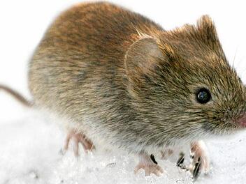 In Bayern gibt es wieder mehr Erkrankungen am Hantavirus, das durch die Rötelmaus übertragen wird. Symbolfoto: Kimmo Taskinen/STT-Lehtikuva/dpa