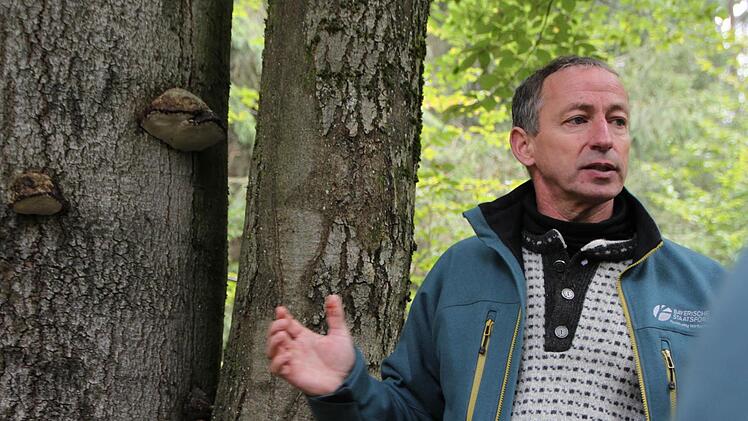 Der Forstbetrieb Bad Brückenau stellt sein Naturschutzkonzept vor. Foto: Ulrike Müller