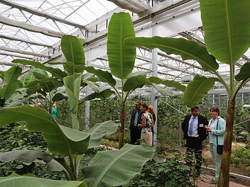 Blick in das Tropenhaus bei der Eröffnung 2013Barbara Herbst/Archiv