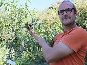 Dem Biologen Michael Hauck ist wichtig, dass auch vergessene Arten im Garten einen Platz finden. Wie hier ein Mandelbaum. Fotos: Carmen Schmitt