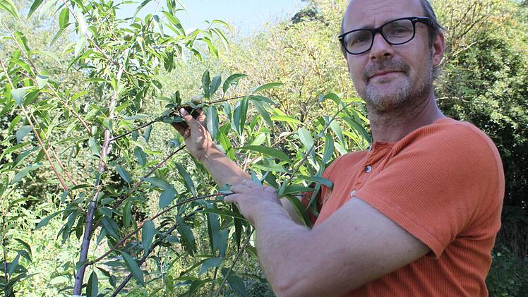 Dem Biologen Michael Hauck ist wichtig, dass auch vergessene Arten im Garten einen Platz finden. Wie hier ein Mandelbaum. Fotos: Carmen Schmitt