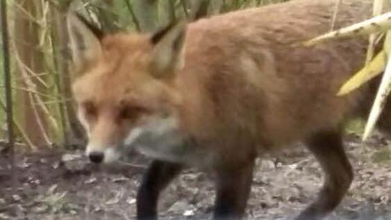Mit seinem Smartphone hat Ralf Verholen vor einigen Wochen festgehalten, wie der Fuchs seine Terrasse besucht hat. Foto: Verholen
