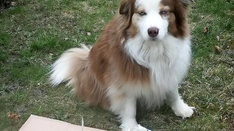 Oskar "bewacht" den von Alfred am Stübengrabenweg gesammelten Müll.