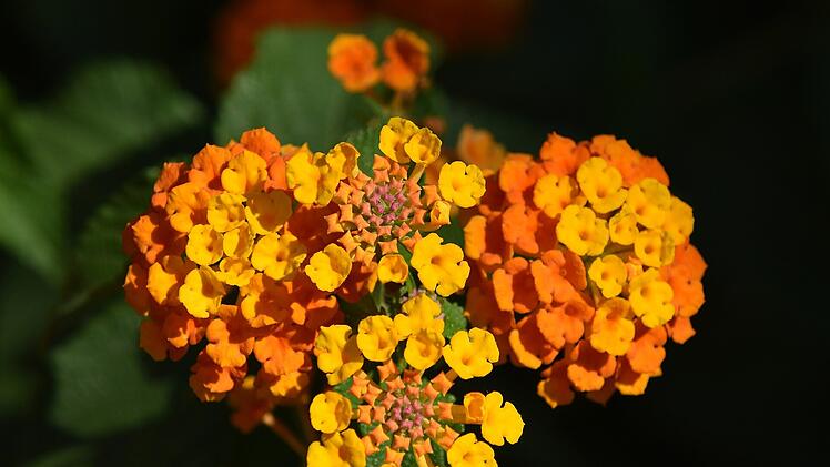 Herbstblume - Wandelröschen