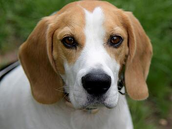 Hund Max leidet an t&uuml;ckischem Syndrom - "super lieber" Beagle braucht nach Schicksalsschlag F&uuml;rsorge